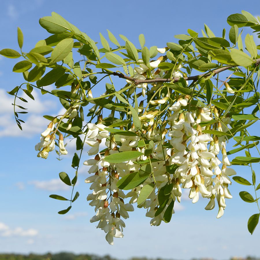 Illustration de la fleur d'acacia