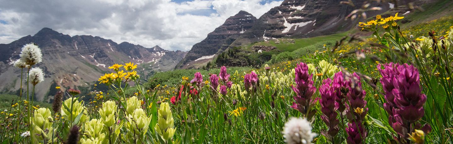 Fleurs en montagnes pour les abeilles et la production de miel