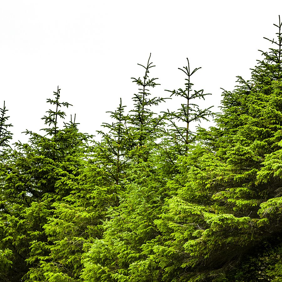 Illustration d'une foret de sapin